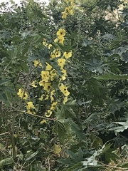 Verbascum galilaeum