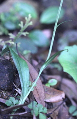 Platanthera minor