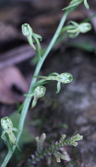 Platanthera minor