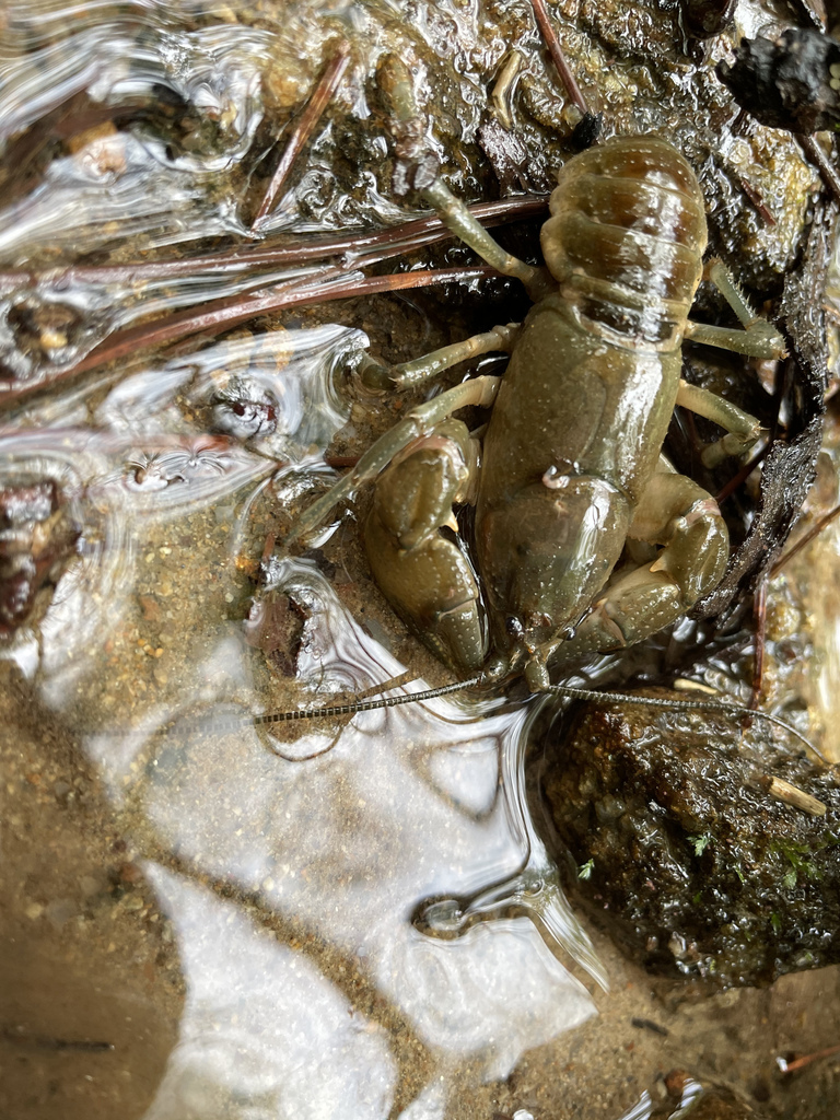 Common Crayfish