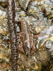 Cambarus bartonii bartonii