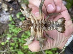 Cambarus bartonii bartonii