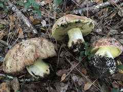 Butyriboletus persolidus