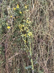 Verbascum galilaeum
