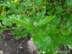 Brachyglottis perdicioides