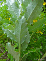 Brachyglottis perdicioides