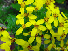 Brachyglottis perdicioides