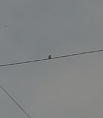 Passer domesticus