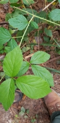 Rubus