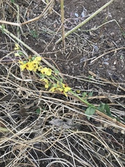 Verbascum galilaeum
