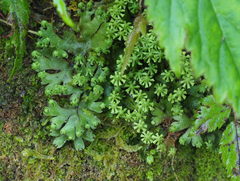 Marchantia emarginata