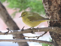 Leiothlypis celata lutescens
