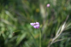 Allium roseum