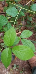 Rubus