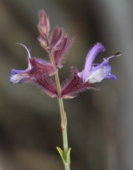 Salvia albicaulis