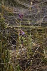 Salvia albicaulis