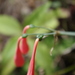 Clinanthus ruber - Photo (c) danplant,  זכויות יוצרים חלקיות (CC BY-NC), הועלה על ידי danplant