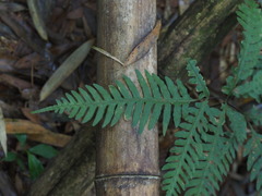 Pteris amoena