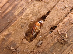 Acupalpus flavicollis