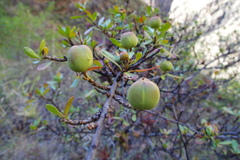 Sebastiania obtusifolia