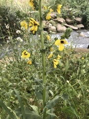 Verbascum galilaeum