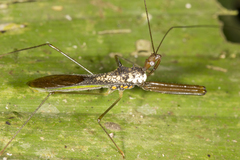 Heza leucothorax