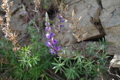 Lupinus exochus