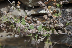 Myriopteris myriophylla