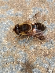 Eristalis pertinax