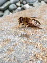Eristalis pertinax