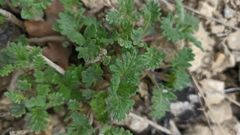 Scutellaria orientalis orientalis