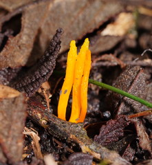 Clavulinopsis amoena