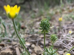 Ceratocephala falcata