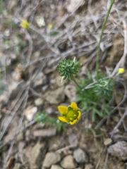 Ceratocephala falcata