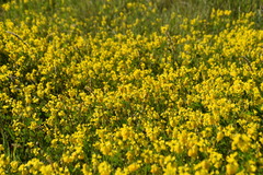 Trigonella esculenta