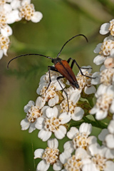 Stenurella melanura