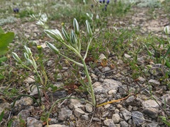 Ornithogalum navaschinii