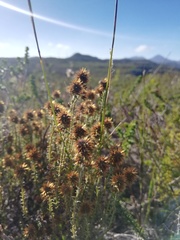 Seriphium cinereum
