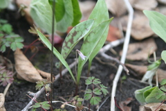 Erythronium propullans