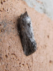 Oncocnemidinae