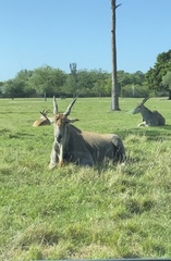 Tragelaphus