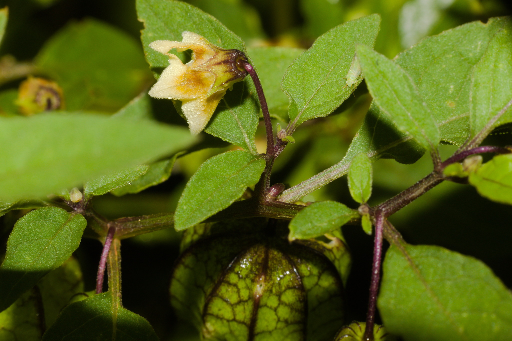 Physalis angulata