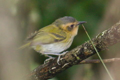 Poecilotriccus plumbeiceps