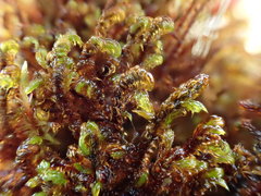 Scorpidium cossonii
