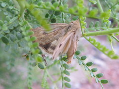 Heliocheilus paradoxus