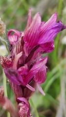 Anacamptis papilionacea grandiflora