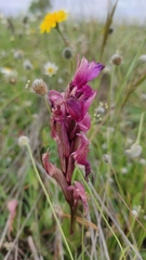 Anacamptis papilionacea grandiflora