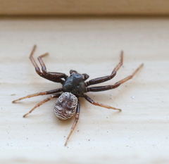 Coriarachne depressa