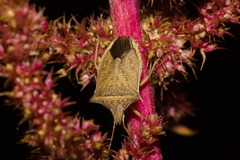 Diceraeus