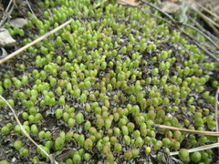 Asterella saccata